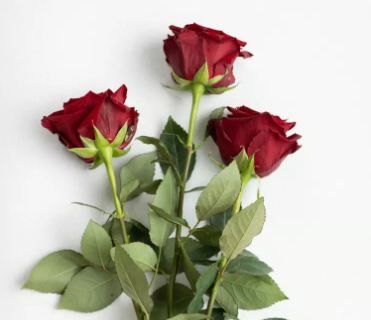 D&eacute;couvrez le menu de Saint Valentin 2026 &agrave; la Coquille de Saint Antoine